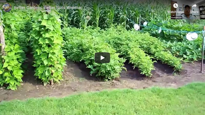 Video still showing a backyard vegetable garden.