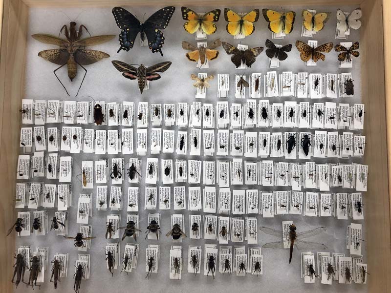 A collection of pinned insects with identification tags in a wooden box.