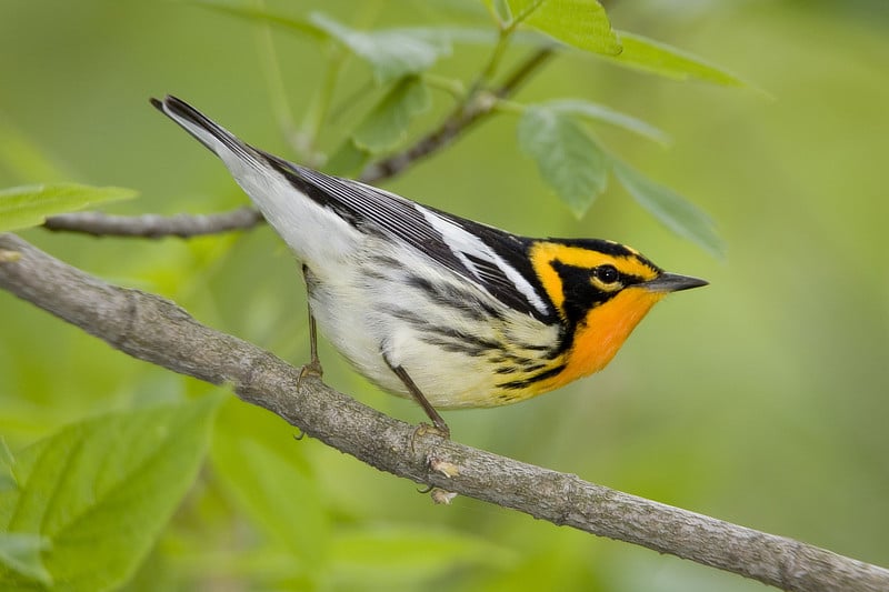 A Blackburnian warbler perches on a tree branch.