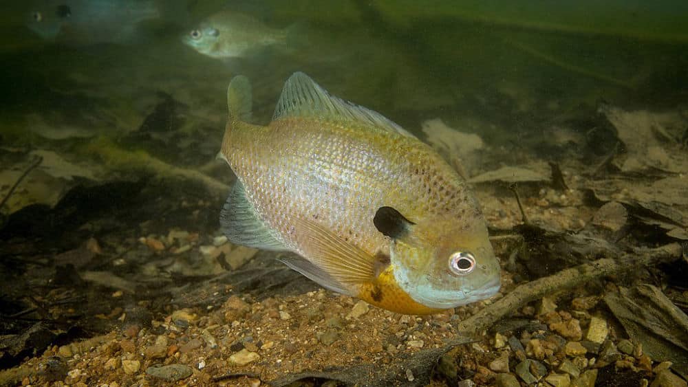 A bluegill fish swimming in a stream.