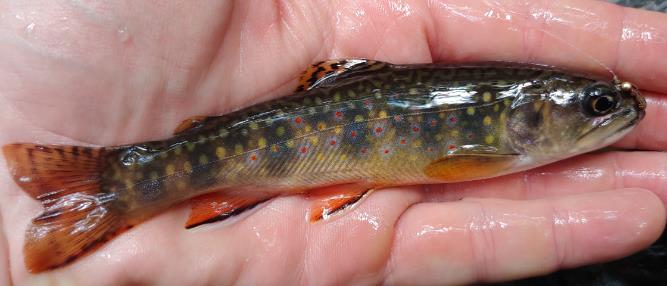 A small brook trout resting in the palm of a man's hand.