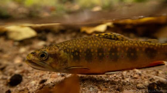 A small brook trout swims in a shallow stream.