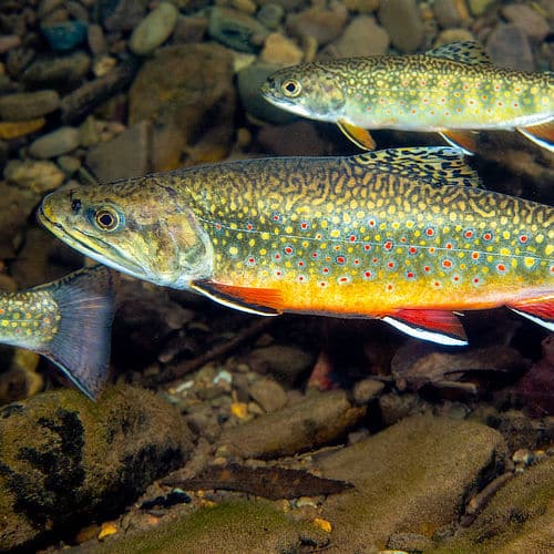 One large and one small brook trout in a stream.