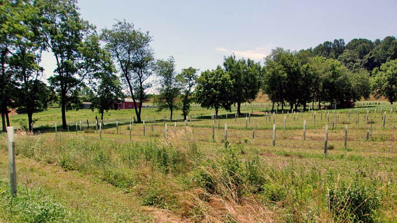 A new riparian buffer on the Miller farm, with rows of small trees protected by tree tubes.