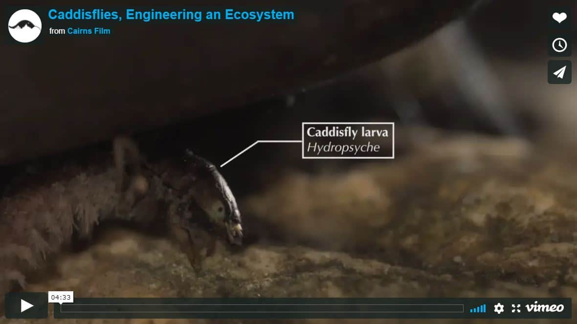 Screenshot of Caddisflies, Engineering an Ecosystem video