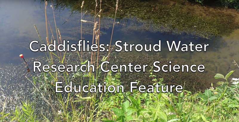 Science Education Feature: Caddisflies