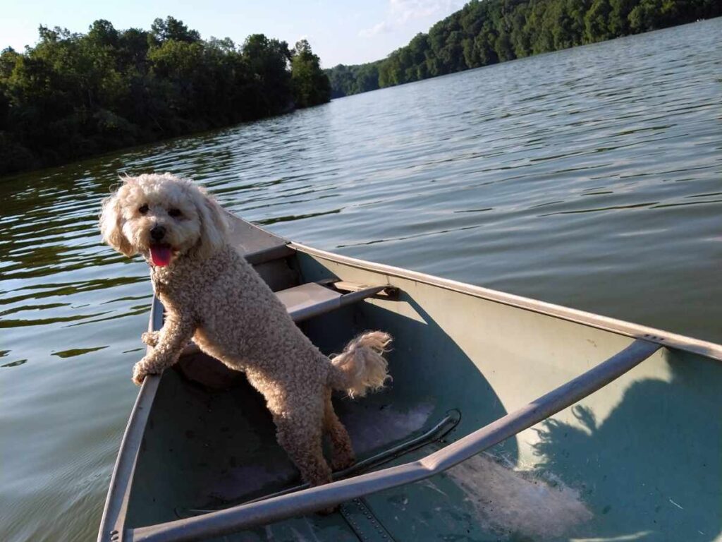 Pippin the dog goes canoeing.