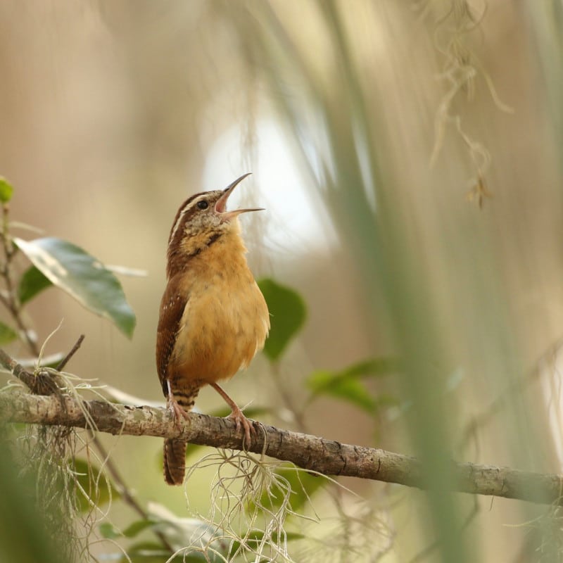 A Carolina wren sings while perched on a tree branch draped with Spanish moss.
