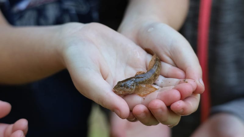 A child holds a small fish in their cupped hands.