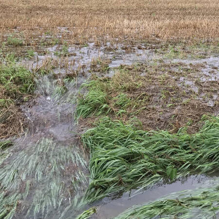 Clean water running off a farm field.