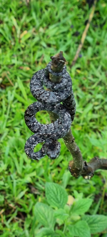 Cloudy snail-eater snake coiled on a twig in Costa Rica.