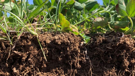 A cross-section showing cover crop roots growing deeply into the soil.