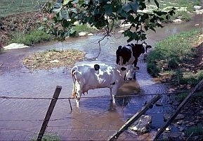 Cows standing in a stream.