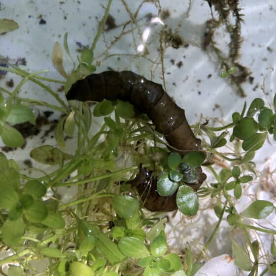 Build Your Own Macroinvertebrate Discovery Tank