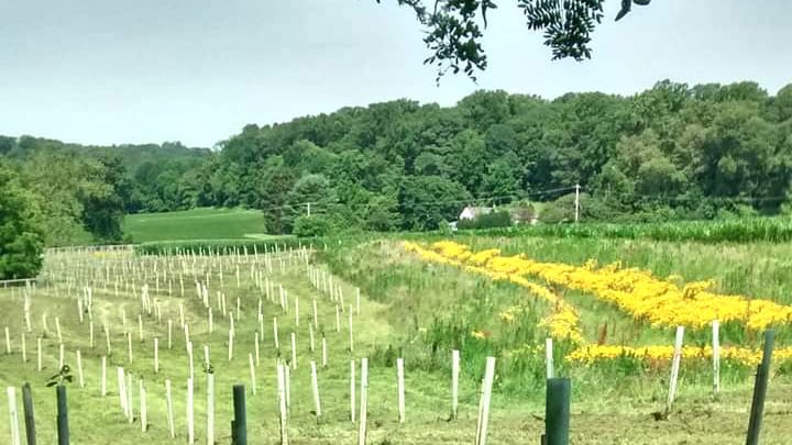 A newly planted buffer in 2017