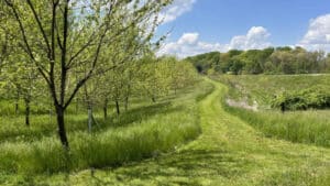 Crazy Hill riparian buffer in 2023 showing strong growth