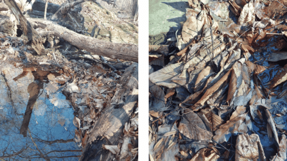 A debris dam of large branches catches leaves in a stream which then host macroinvertebrates and microbes.