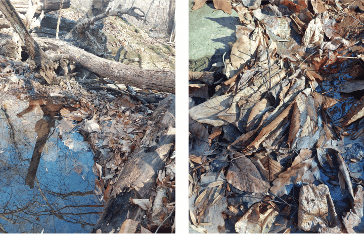 A debris dam of large branches catches leaves in a stream which then host macroinvertebrates and microbes.