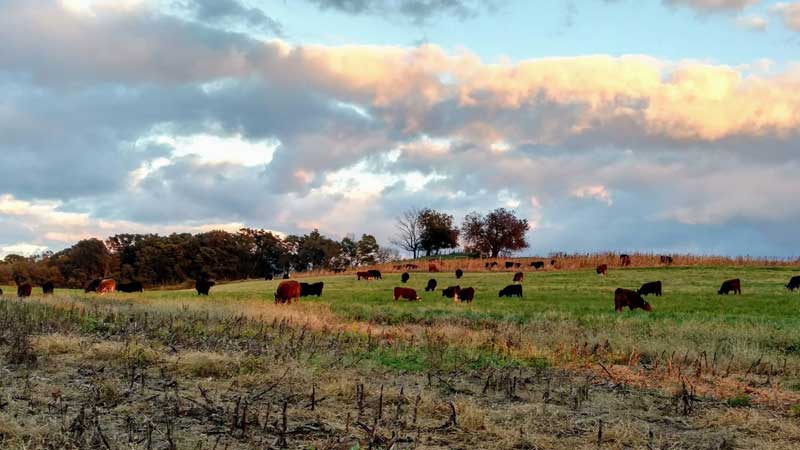 Cattle grazing. Photo courtesy Deep Roots Valley Farm