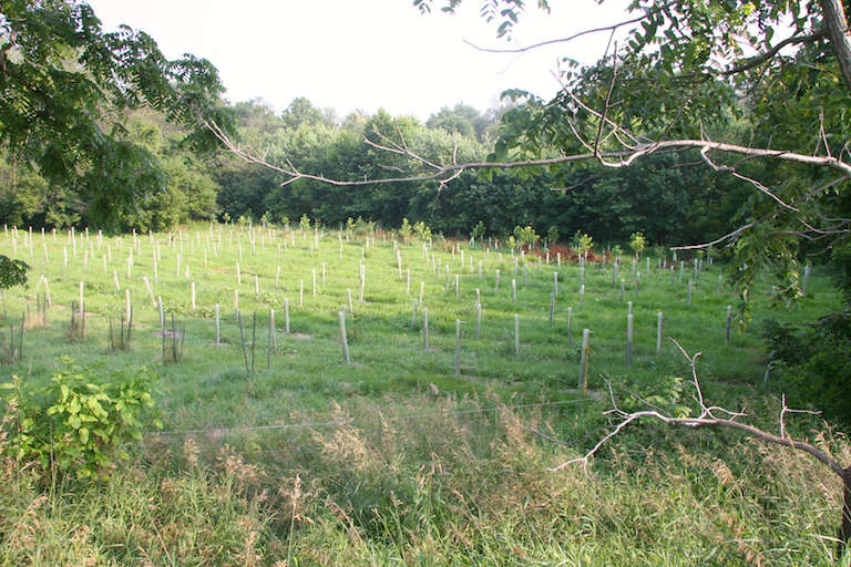 A riparian buffer planted on Dickinson College in Boiling Springs, Pennsylvania.