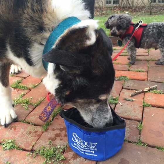 Dog drinking from a Stroud Center travel pet bowl.