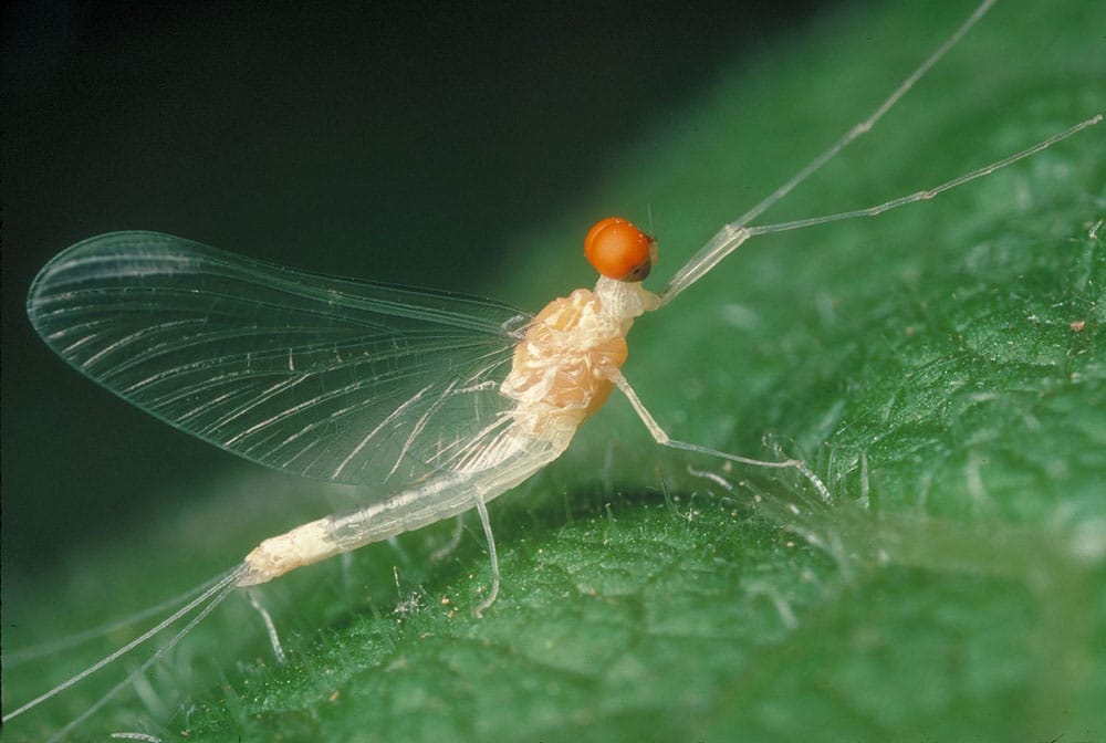 Dorothea mayfly photo by David H. Funk.