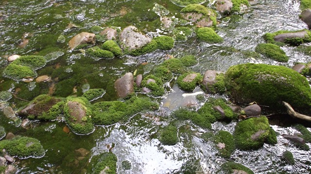Mossy rocks in a shallow stream.