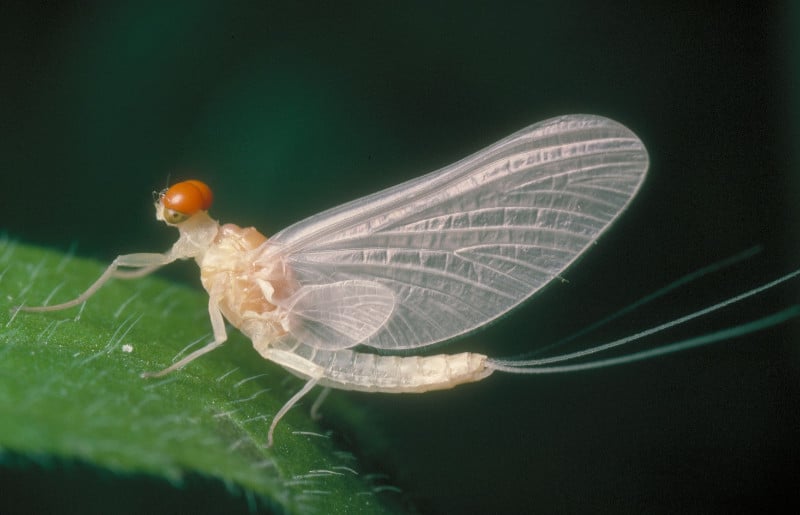 Ephemerella dorothea male subimago mayfly resting on a leaf.