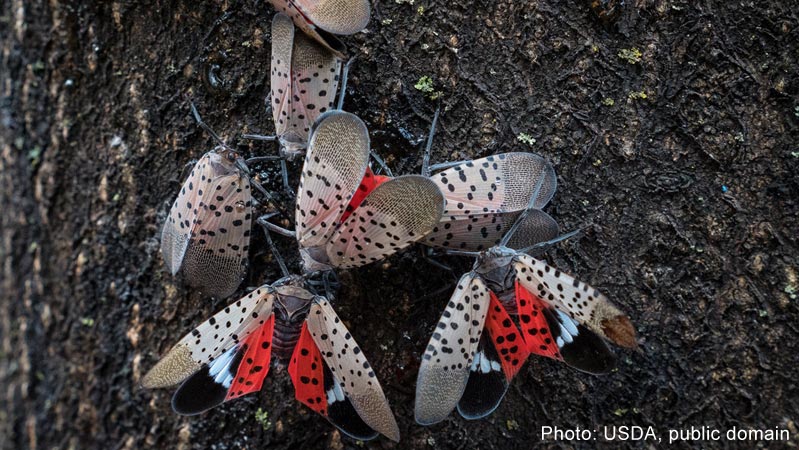 Photo of seven Eastern Spotted Lanternflies on a tree trunk