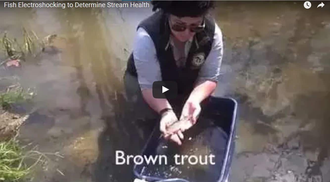 A researcher holds a brown trout in White Clay Creek.