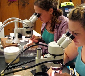 Entomology interns count macroinvertebrates.