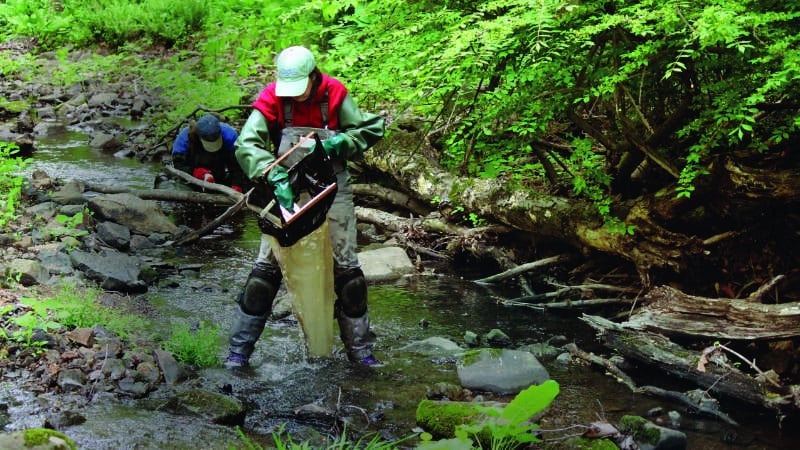 Entomologists collect freshwater insects for a project that examines the impact of streamside restoration on water quality.