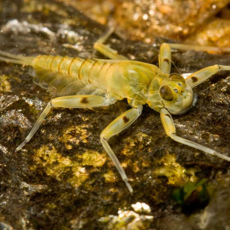 Epeorus mayfly nymph in a stream.