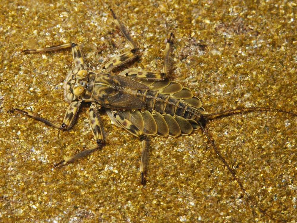 Epeorus pleuralis nymph, Mill Brook, East Branch Delaware River, New York