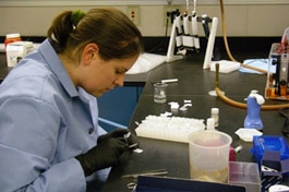 A research technician extracting DNA from fish tissue.