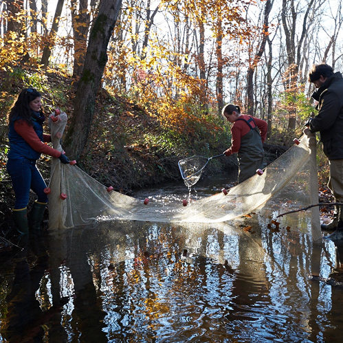 Three scientists with nets sample fish in a stream.