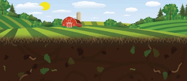 Illustration with a farm in the distance and healthy soil with organisms in the foreground