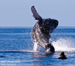 Flip Nicklin photographs a breaching whale in the ocean.