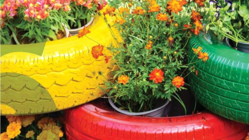 Flowers growing in brightly colored tire planters.