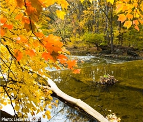 A forested stream in autumn.