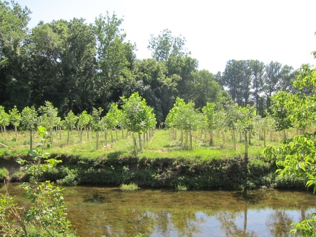 Young riparian buffer in Franklin Township, Pa.