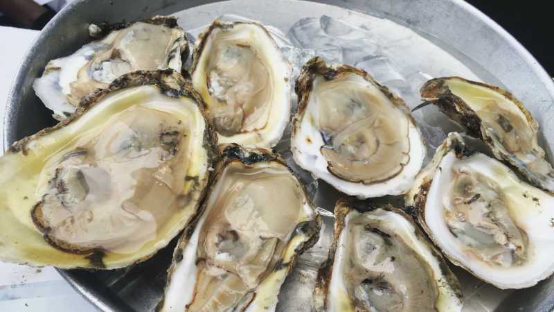 Freshly shucked Chesapeake Bay oysters.