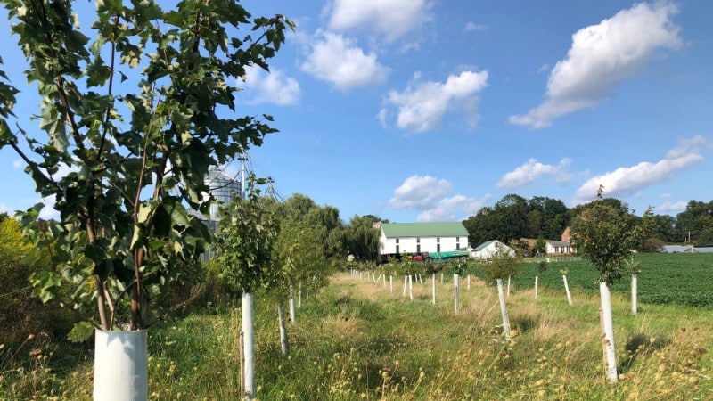 Native trees with tree shelters in a young streamside buffer with a barn in the distance.