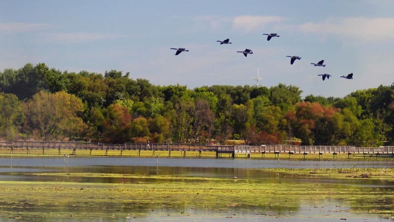 Geese flying over a tidal wetland with a boardwalk and trees in the background.