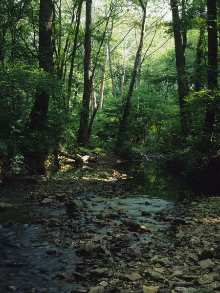 Streamside forests along Gramies Run in White Clay Creek watershed, Pennsylvania