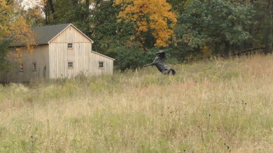 A bronze statue of a rearing horse in a native plant meadow near a wooden barn and forest.