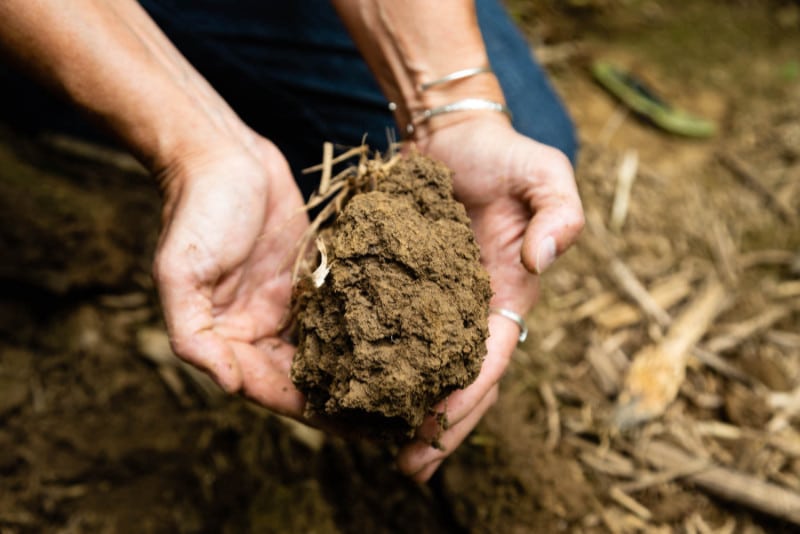 Two hands holding a clump of soil in a no-till farm field.
