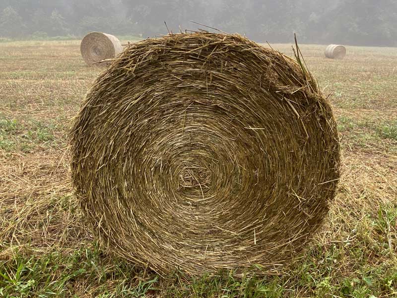 Photo of rolled bales of hemp in a foggy field.