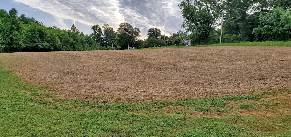 Photo of a newly planted hemp fiber trial field.