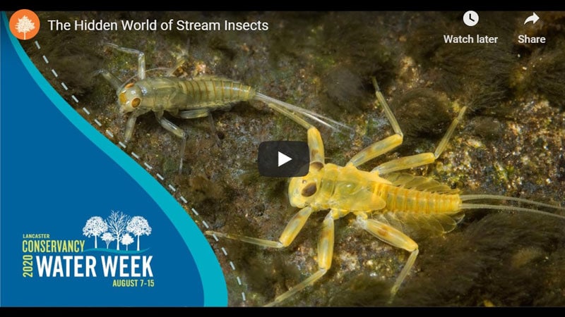Video still from the Hidden World of Stream Insects webinar.